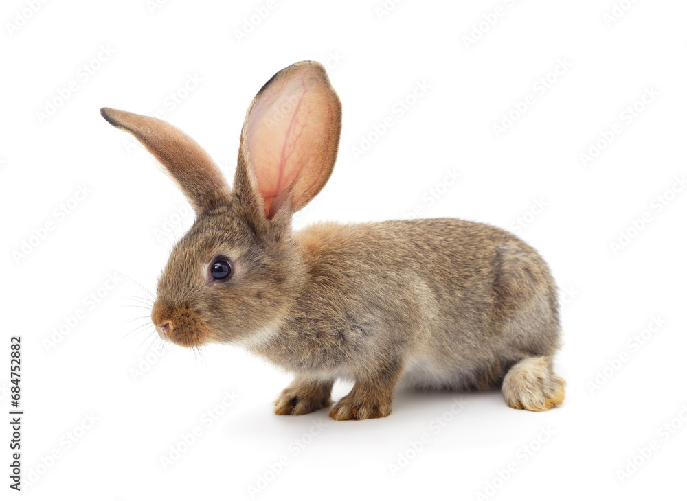 One brown rabbit. One brown rabbit.