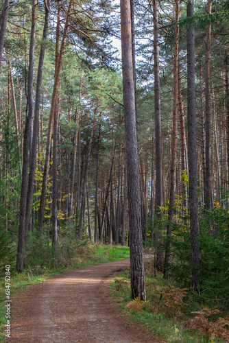 Fototapeta Naklejka Na Ścianę i Meble -  path in a mountain landscape in a forest 