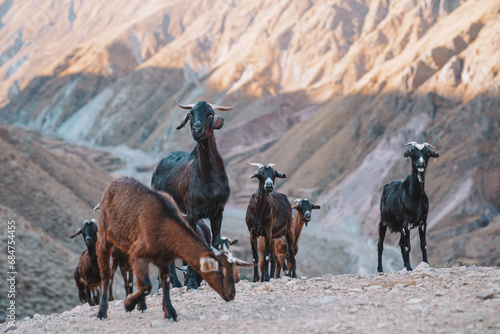Canvastavla Goats in the mountains