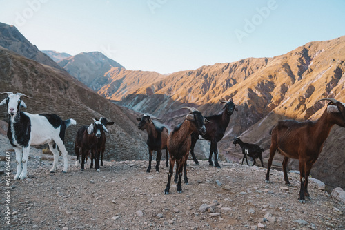Goats in the mountains © federico