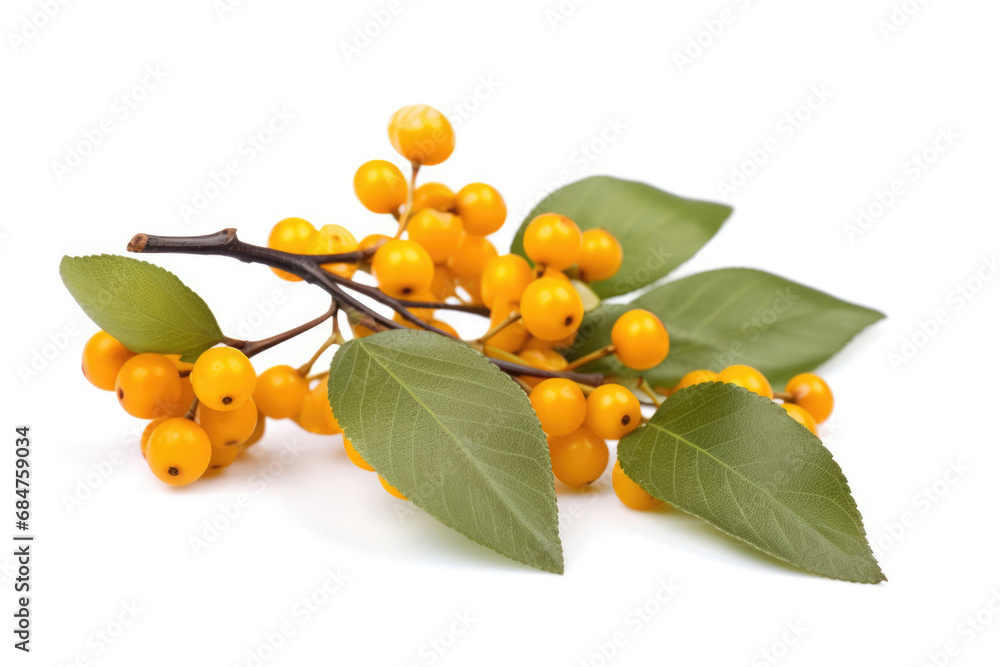 Buckthorn with leaves on white background