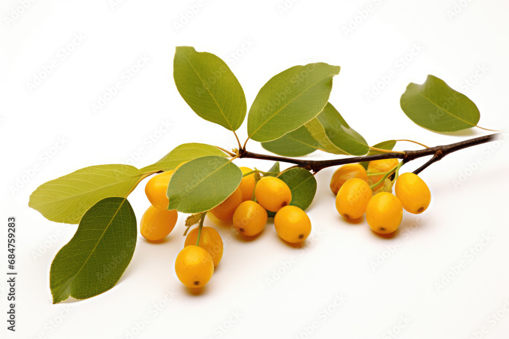Buckthorn with leaves on white background