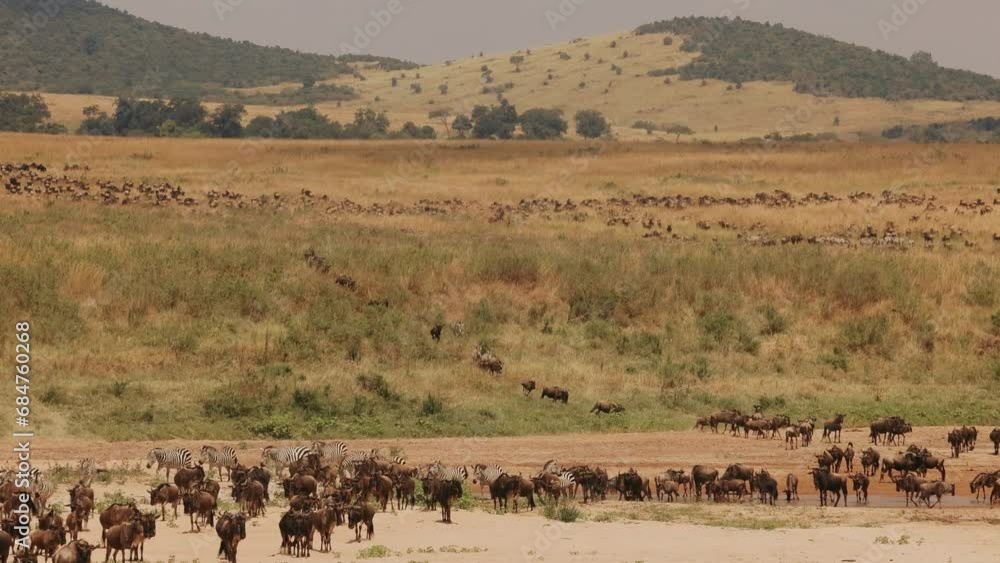 Large Number Of African Animals Running From Hill To Water. Large Number Of African Animals Running From Hill To Water.
