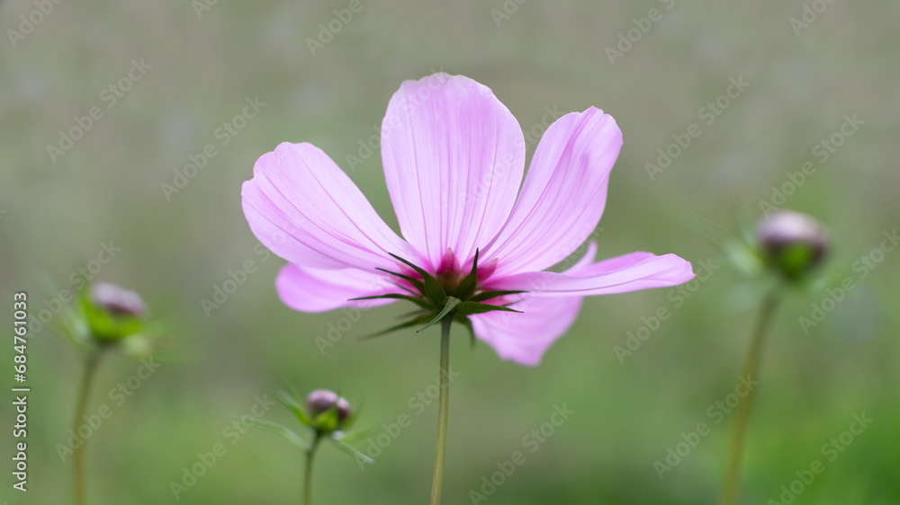 A pink flower on a green background A pink flower on a green background