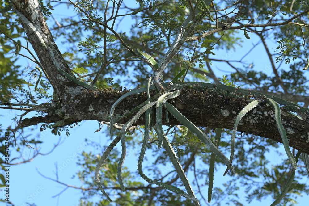 Costa Rica wilde Tiere und Pflanzen Regenwald Exoten Mittelamerika Costa Rica wilde Tiere und Pflanzen Regenwald Exoten Mittelamerika
