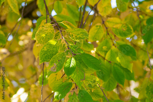 Cherry leaf spot disease or Coccomycosis caused by Blumeriella jaapii fungus. Yellow cherry leaves with brown spots. High quality photo photo