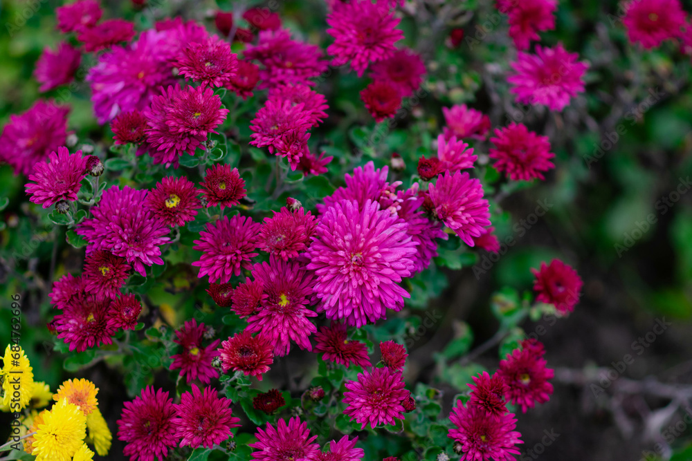 Full frame of bouquet of blooming chrysanthemums in garden at spring day. High quality photo Full frame of bouquet of blooming chrysanthemums in garden at spring day. High quality photo