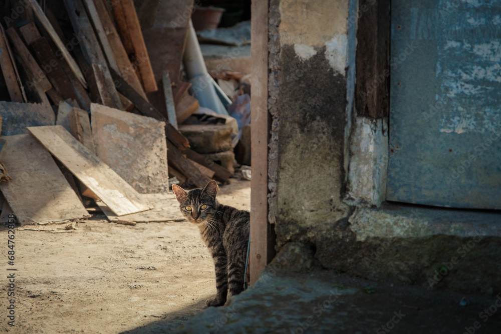 Fototapeta premium Chat dans la rue à Bali dans un village rural