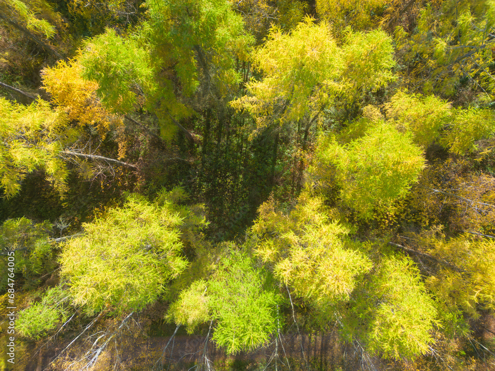 Aerial view of a rural road with in yellow and orange autumn forest.Beautiful autumn landscape.Drone flying above mountain road surrounded by beautiful vibrant colorful forest. Aerial view of a rural road with in yellow and orange autumn forest.Beautiful autumn landscape.Drone flying above mountain road surrounded by beautiful vibrant colorful forest.