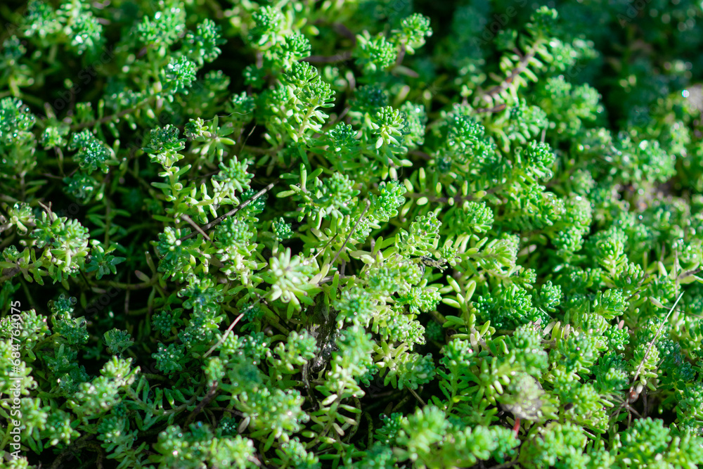 Many sedum acre green plant close up. Green background with small sedum succulents in the garden. Nature backdropHigh quality photo Many sedum acre green plant close up. Green background with small sedum succulents in the garden. Nature backdropHigh quality photo