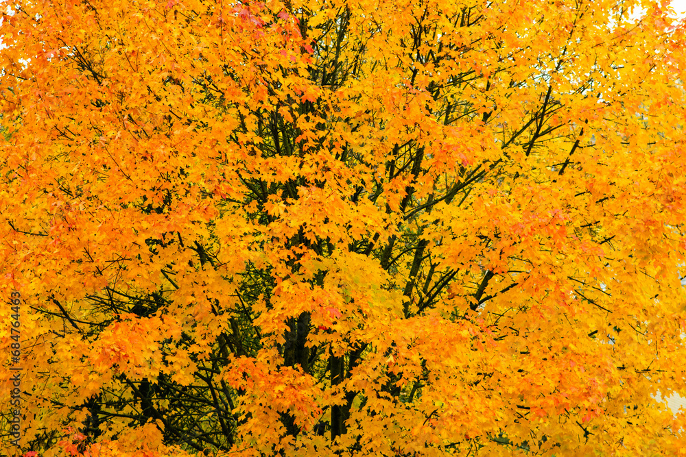 orange autumn leaves background. Space for text. High quality photo orange autumn leaves background. Space for text. High quality photo