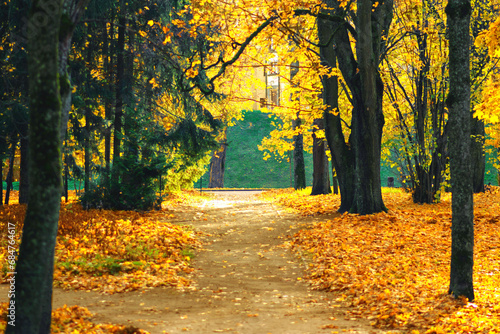 Autumn alley. Beautiful high trees. Alley in the sunny autumn park. High quality photo