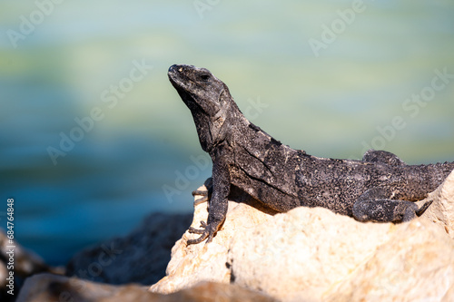Black Iguana (Ctenosaura similis), Holbox Mexico