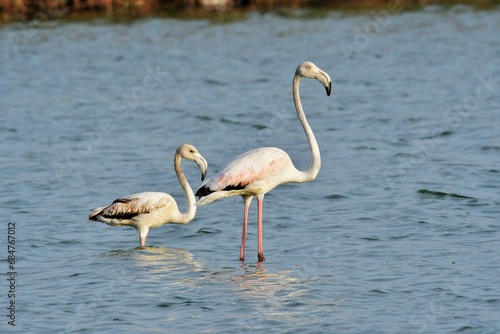 Flamencos en verano