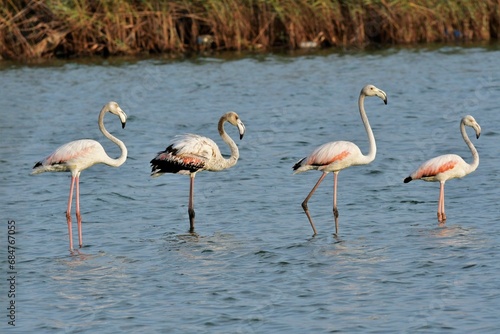 Flamencos en verano