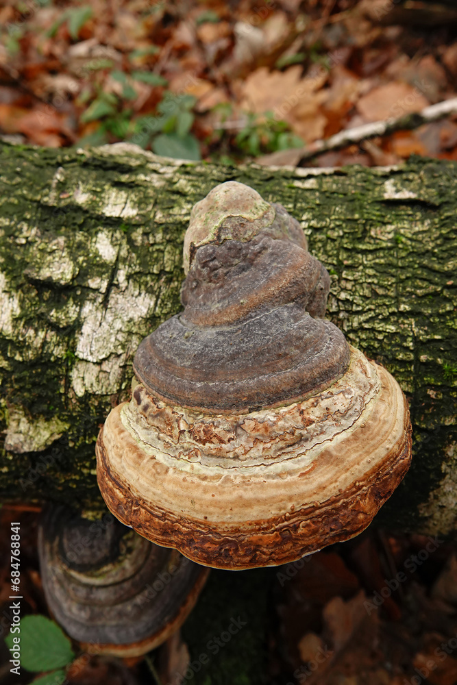 Closeup on a Fomes fomentarius mushroom developping on a white silver birch, warty birch trunk Closeup on a Fomes fomentarius mushroom developping on a white silver birch, warty birch trunk