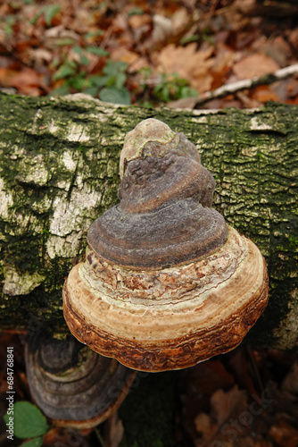 Closeup on a Fomes fomentarius mushroom developping on a white silver birch, warty birch trunk