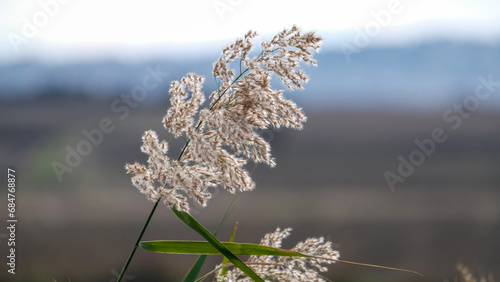 Top part of phragmites australis water reed stems with leaves and seed heads against the sky in the wind at wetland grass photo