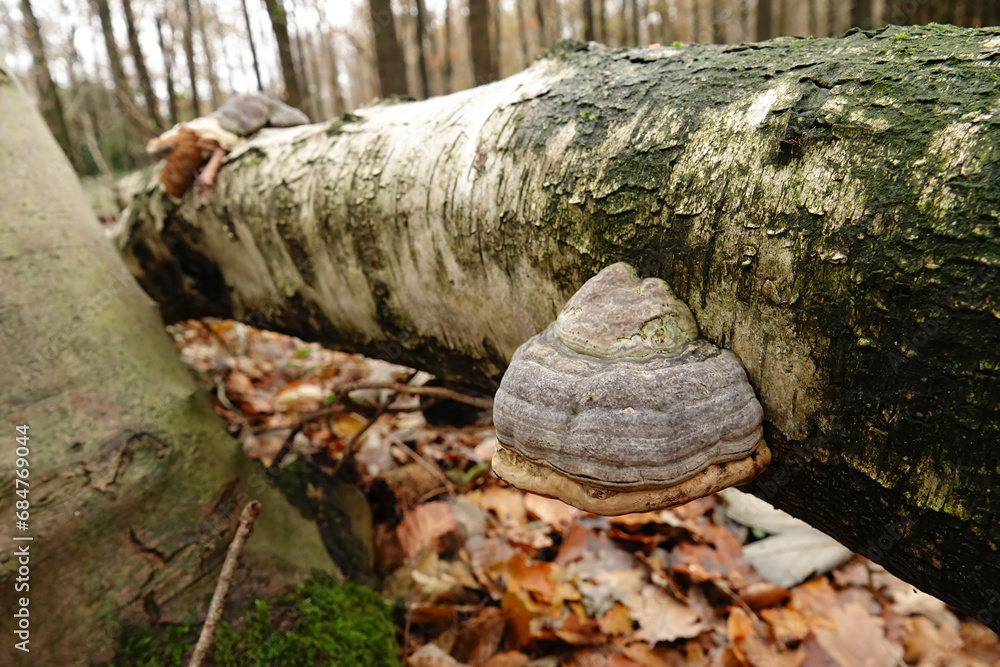 Closeup on a Fomes fomentarius mushroom developping on a white silver birch, warty birch trunk Closeup on a Fomes fomentarius mushroom developping on a white silver birch, warty birch trunk