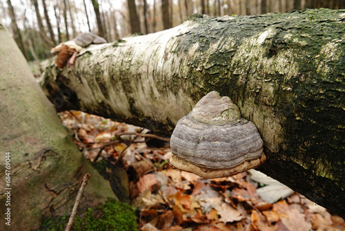 Closeup on a Fomes fomentarius mushroom developping on a white silver birch, warty birch trunk