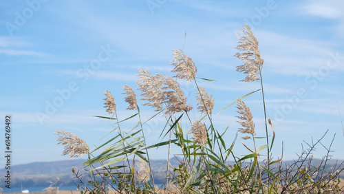 Top part of phragmites australis water reed stems with leaves and seed heads against the sky in the wind at wetland grass