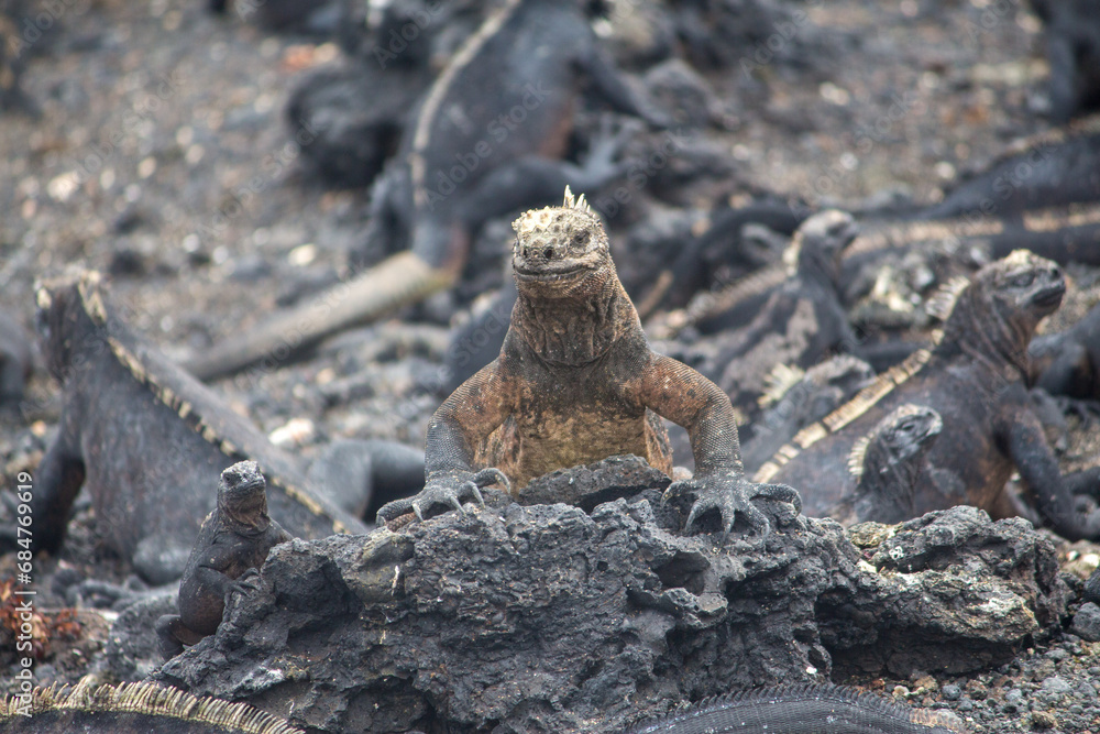 A marine iguana looking over rocks at tintoreras islet A marine iguana looking over rocks at tintoreras islet