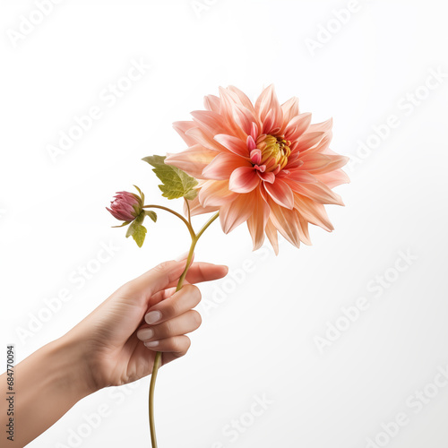Female hand holding a ginger dahlia flower on white background, Generative AI