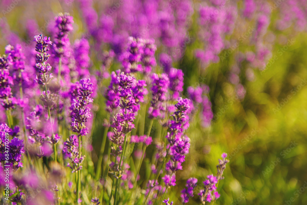blooming lavender flowers on the field. Selective focus. blooming lavender flowers on the field. Selective focus.