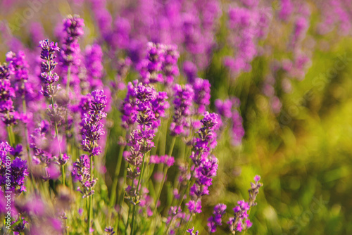 blooming lavender flowers on the field. Selective focus. © yanadjan