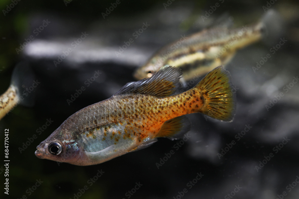Male Golden skiffia francesae in aquarium Male Golden skiffia francesae in aquarium