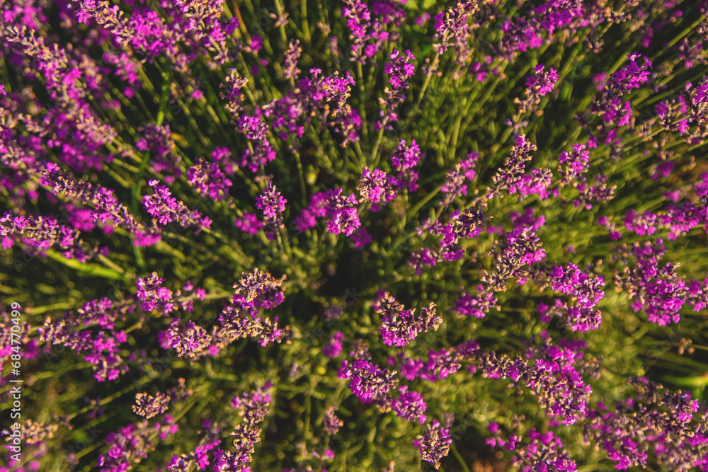 Obraz premium blooming lavender flowers on the field. Selective focus.