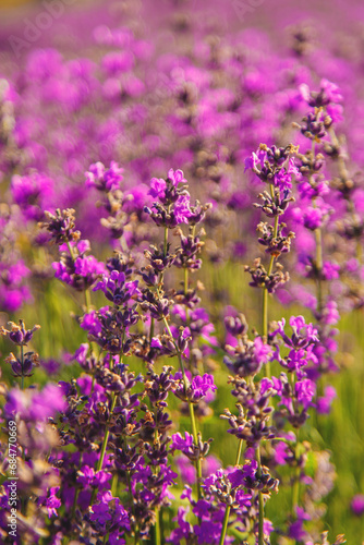 blooming lavender flowers on the field. Selective focus.