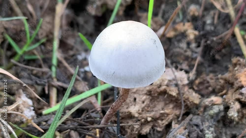 panaeolus campanulatus. Hazel Bolete mushroom (Leccinum pseudoscabrum) growing in the forest. This is a very common and widely distributed little brown mushroom. Mushroom grow up in elephant excrement