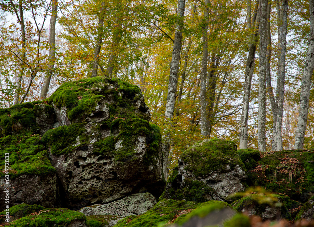 Moss-covered rocks in the shape of two animals' faces (Pareidolia), among the trees in autumn, Monte Amiata, Tuscany, Italy Moss-covered rocks in the shape of two animals' faces (Pareidolia), among the trees in autumn, Monte Amiata, Tuscany, Italy
