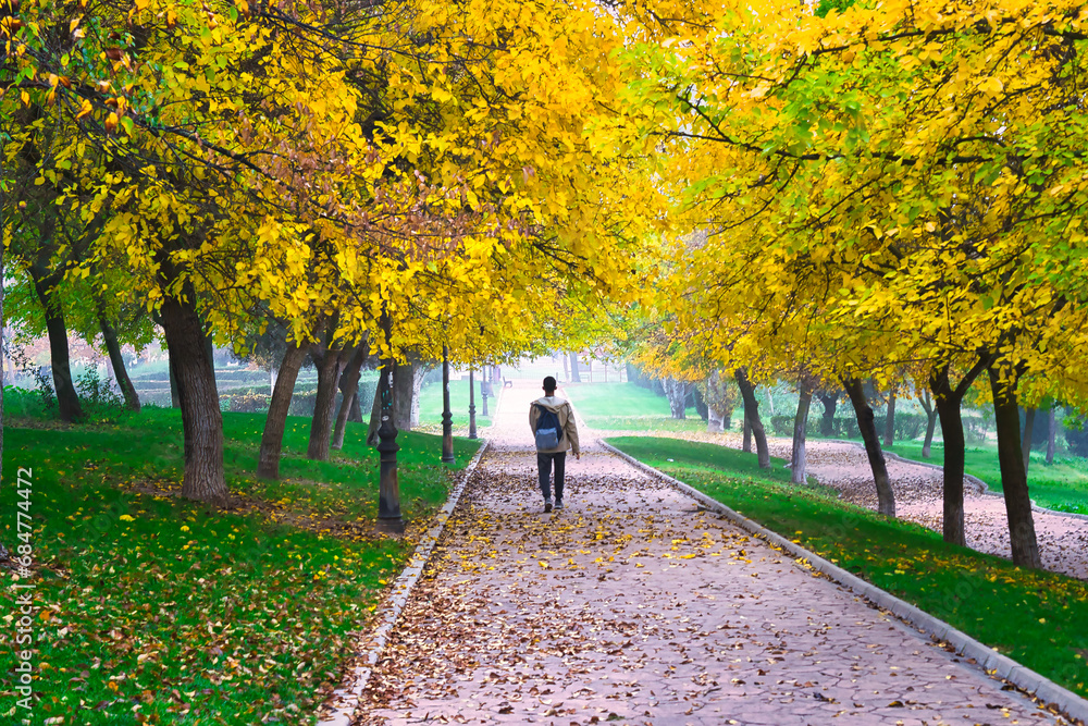 A man seen from behind as he walks along a promenade flanked by rows of trees and covered in leaves. Autumn concept.