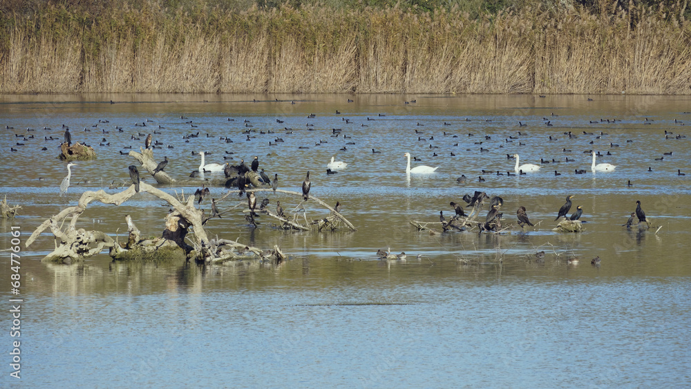 many waterfowl in a small lake