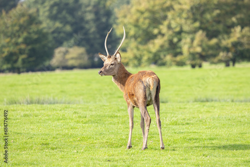 Young Red deer male, cervus elaphus, rutting during mating season on a field photo