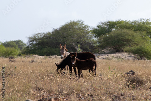 Boa Vista (Cap Verde)