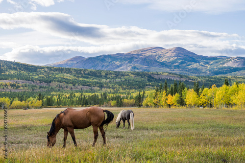 horses