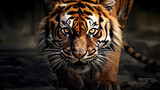 Close Up Portrait of a Majestic Tiger in Natural Habitat
