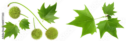fruit and leaves of sycamore plane tree isolated on white bacground. Top view. Flat lay