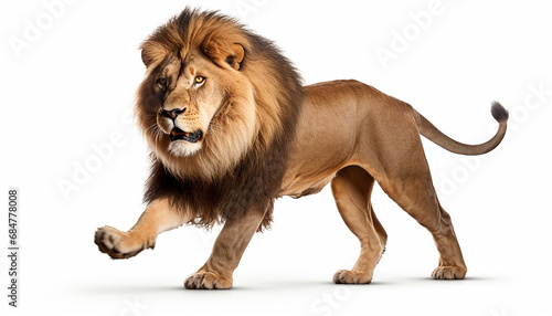 Lion Run Isolated on White Background

