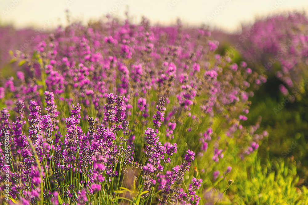 blooming lavender flowers on the field. Selective focus.