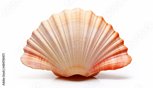 Top view of scallops shell isolated on white background 