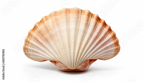 Top view of scallops shell isolated on white background 