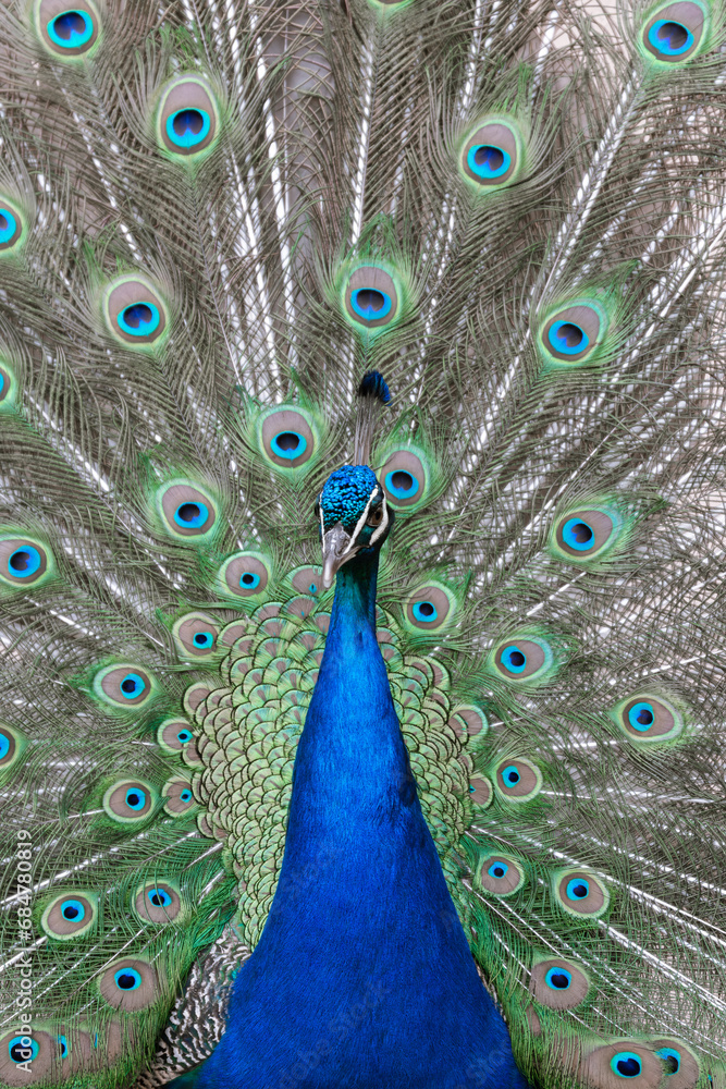 Obraz premium A portrait of a peacock