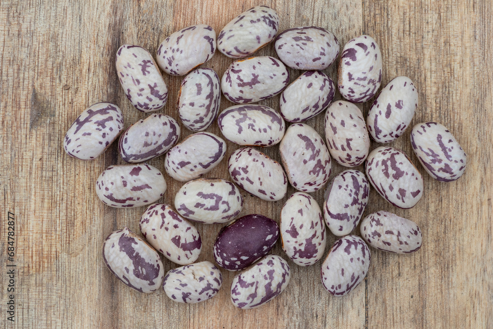 Climbing Bean stokkievitsboon (Phaseolus vulgaris)
Climbing Bean stokkievitsboon (Phaseolus vulgaris)