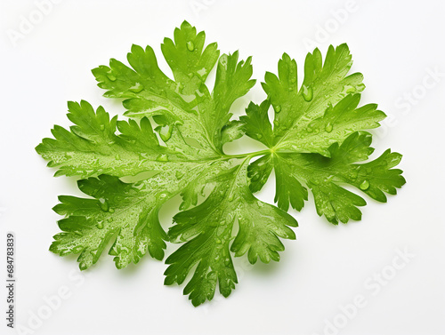 Parsley Leaves Plant on White Background
