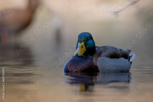 FAUNA SALVAJE EN EL LAGO DE BANYOLES CON PATOS ALUNADE, FOCHAS Y PATOS PANDARINES