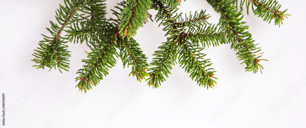 Winter elegance, beautiful natural fir branch closeup on white background.
